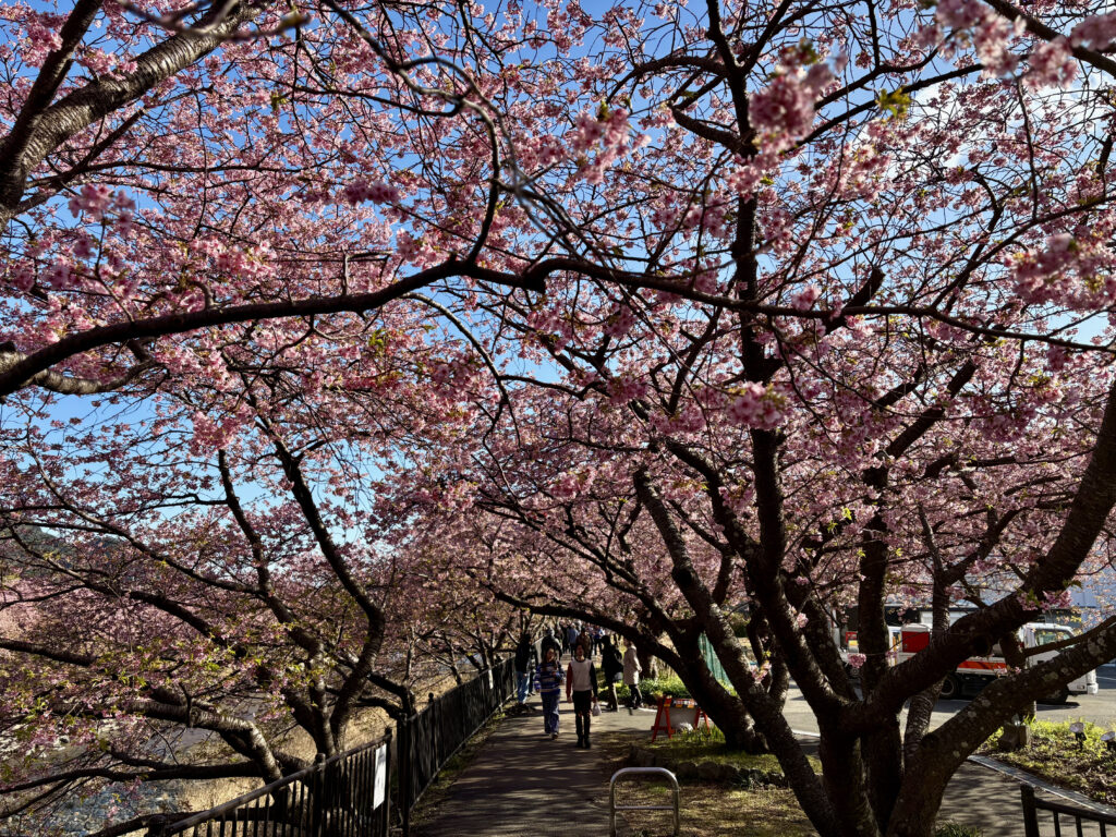 満開の河津桜トンネル