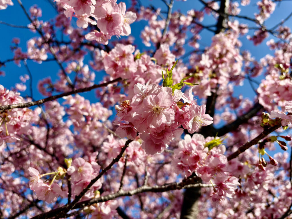 満開の河津桜