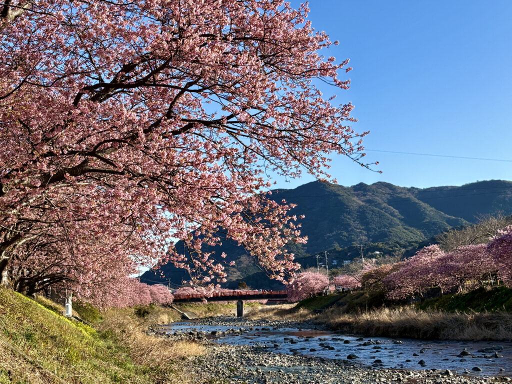 川沿いに咲く満開の河津桜