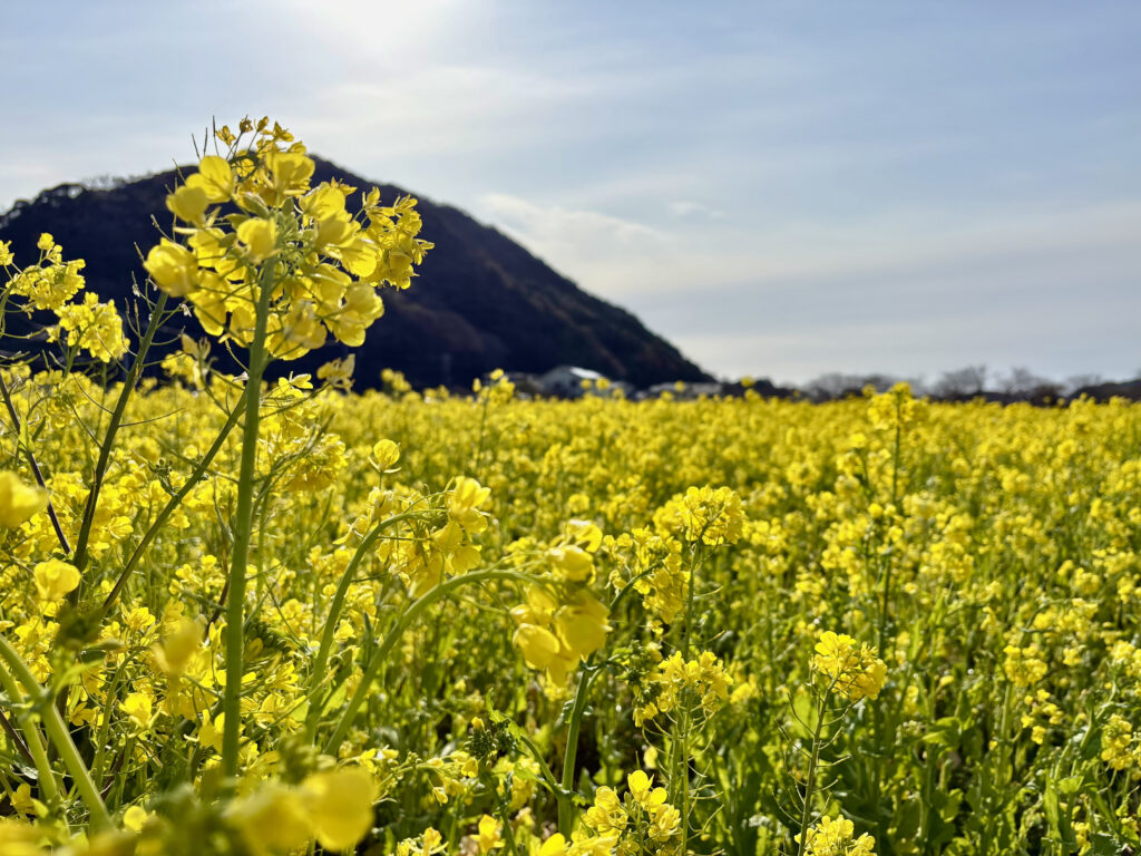 日野の菜の花畑