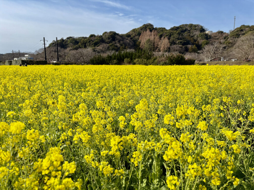 日野の菜の花畑