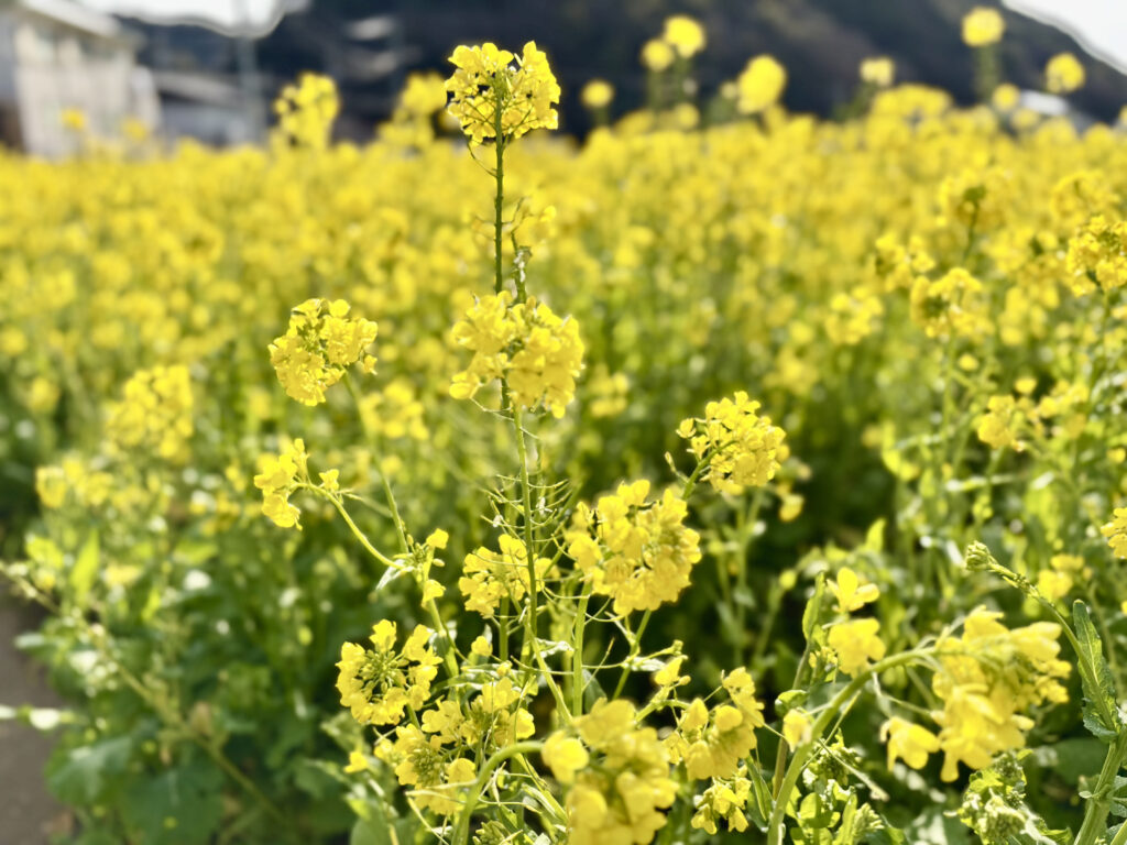 日野の菜の花畑