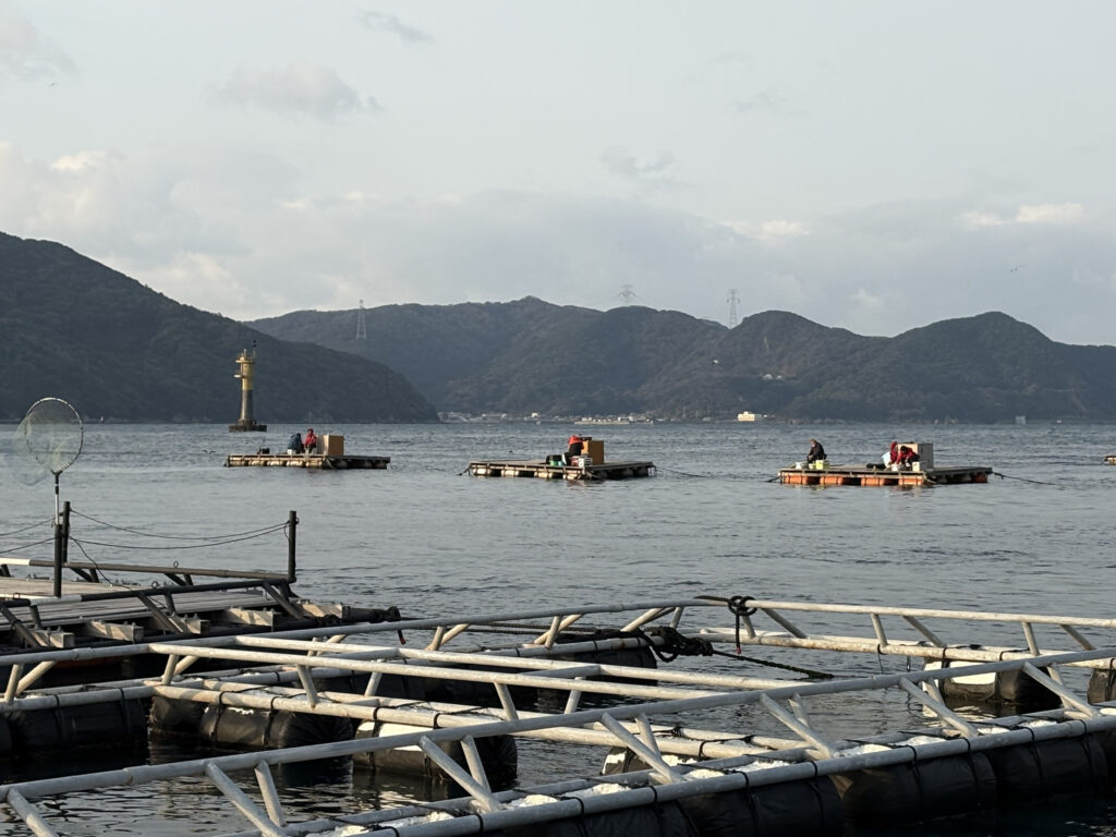 漁港から10分ほど離れた島の近くにある生け簀